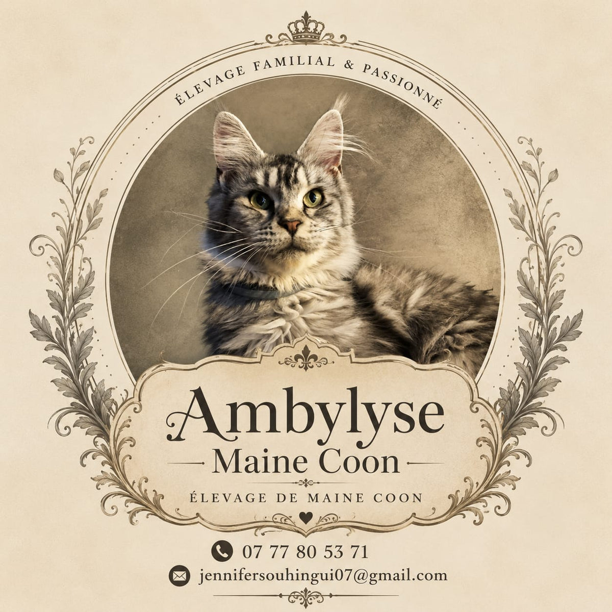 Portrait de mes 3 Maine Coon, l'inspiration derrière la boutique