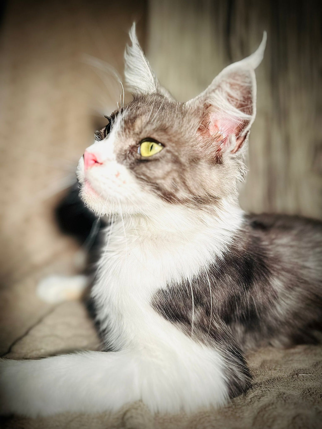 Valentina, Maine Coon gris et blanc d'Ambylyse Maine Coon – Formation Niveau 1
