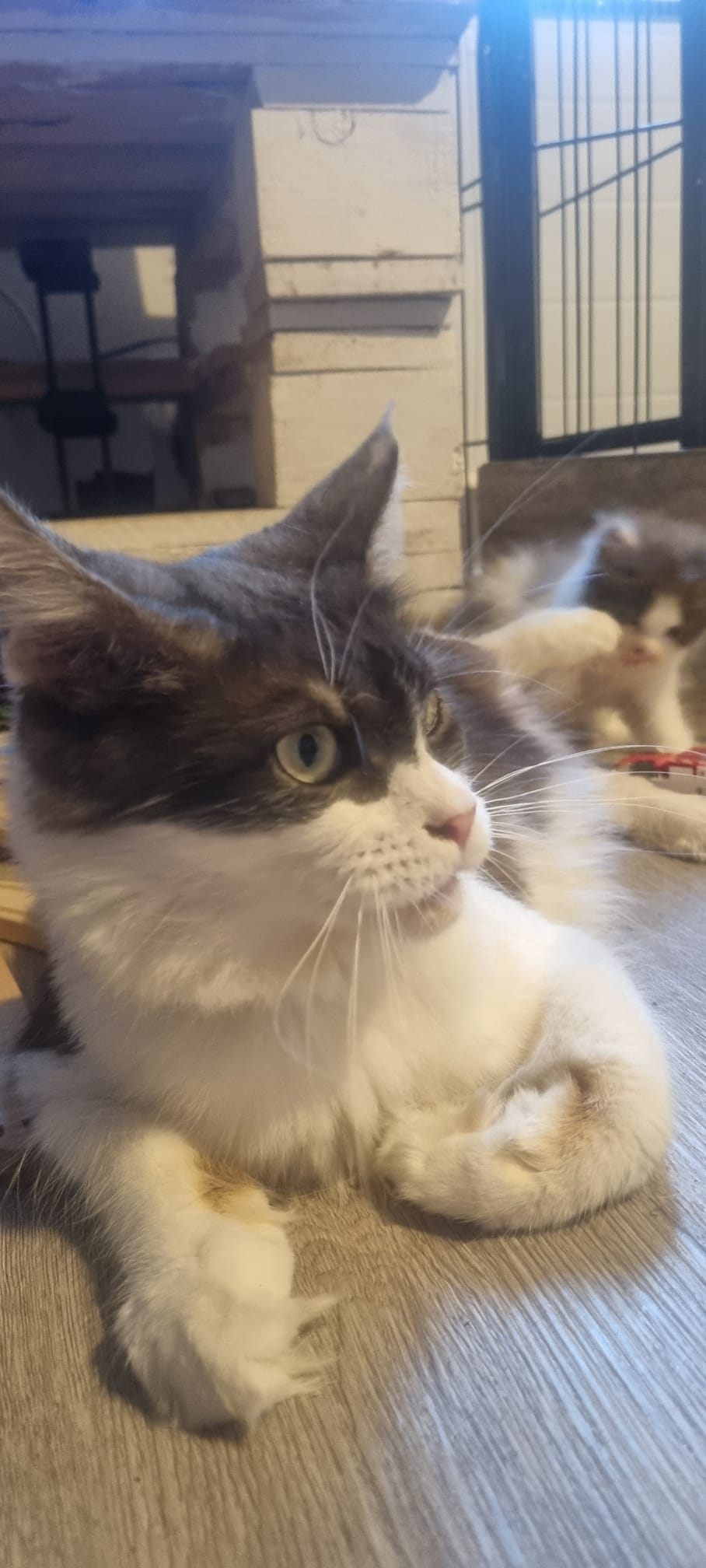 Valentina, Maine Coon gris et blanc d'Ambylyse Maine Coon