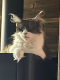 Valentina, Maine Coon gris et blanc – Formation Maine Coon Pack complet