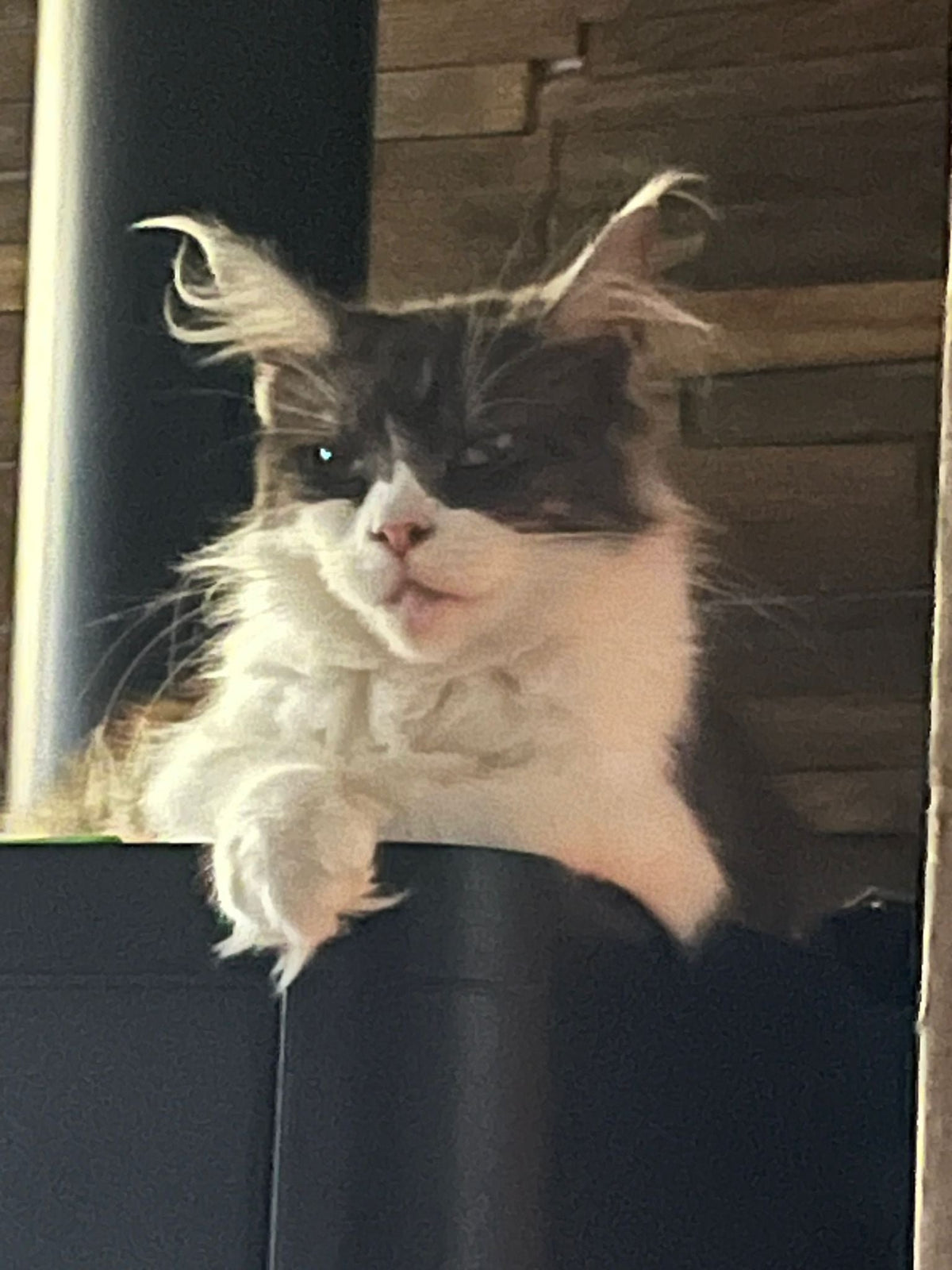 Valentina, Maine Coon gris et blanc – Formation Maine Coon Pack complet