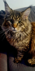 Waylon, Maine Coon mâle brown tabby d'Ambylyse Maine Coon – Formation Niveau 2