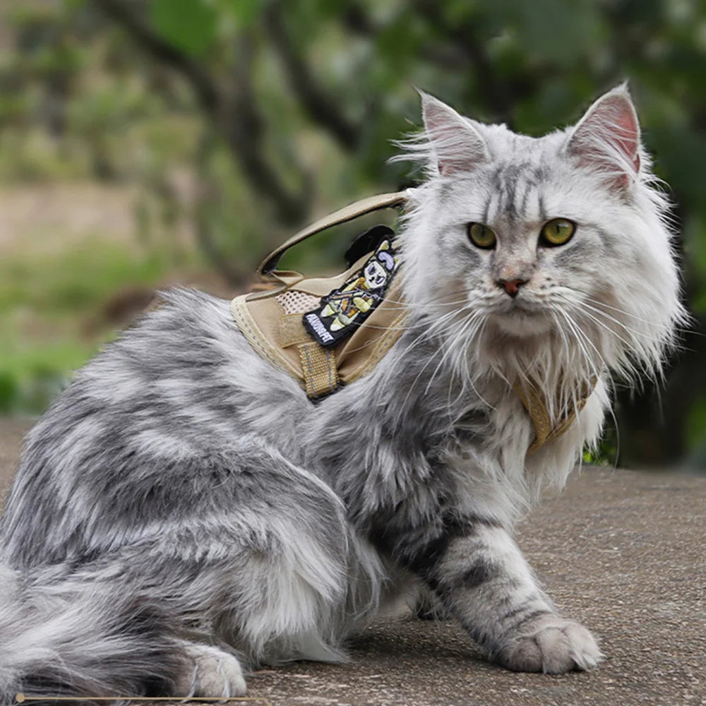 Harnais tactique et laisse pour chaton ou chiot – Harnais à main pour chats (Maine Coon, Chinchilla) et accessoires adhésifs pour animaux