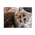 Affiche murale Maine Coon édition 3