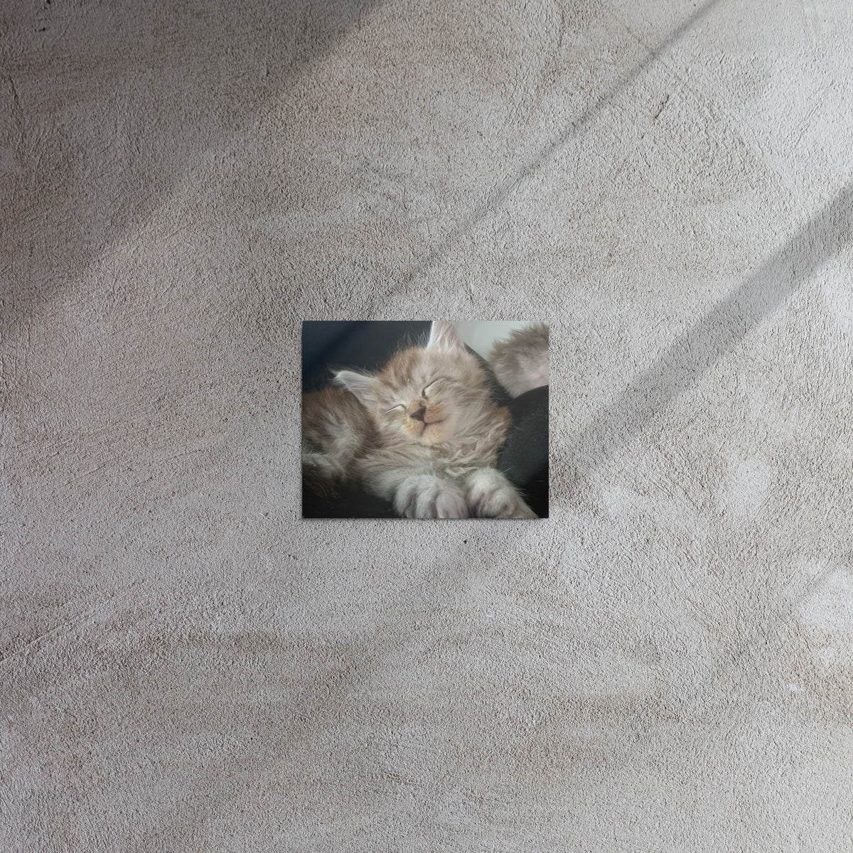 Impression sur métal Maine Coon — modèle 2