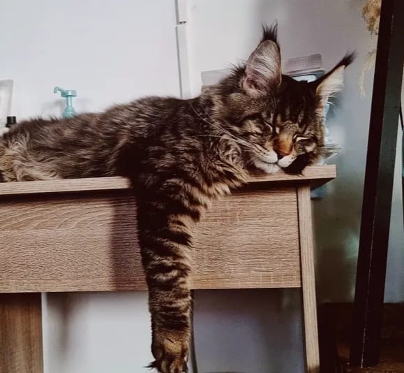 Waylon, Maine Coon mâle brown tabby – Formation Maine Coon Pack complet