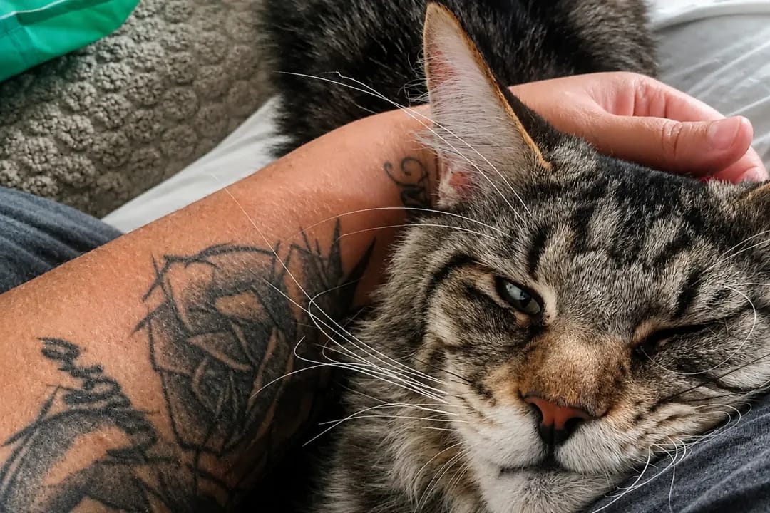 Waylon, Maine Coon mâle brown tabby d'Ambylyse Maine Coon